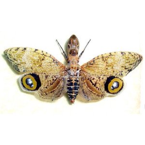 FULGORA CASTRESI FEMALE FULGORA CASTRESI FEMALE